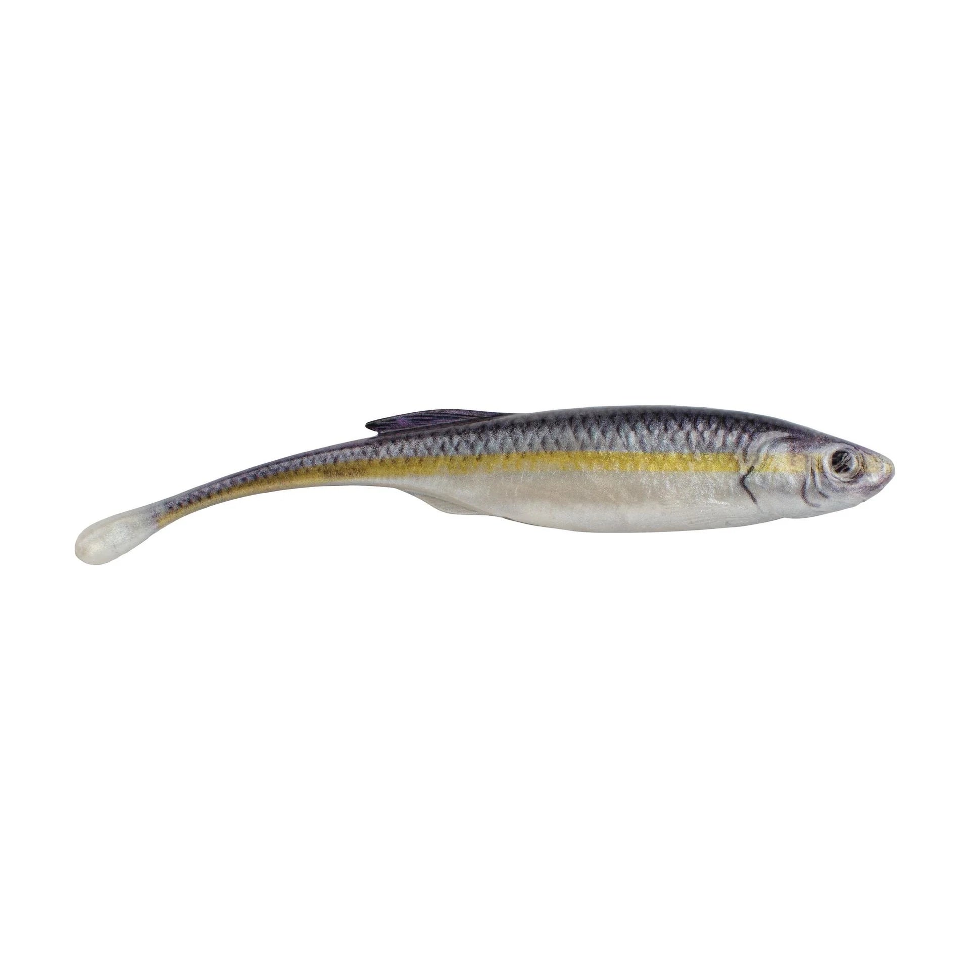 Black Shad